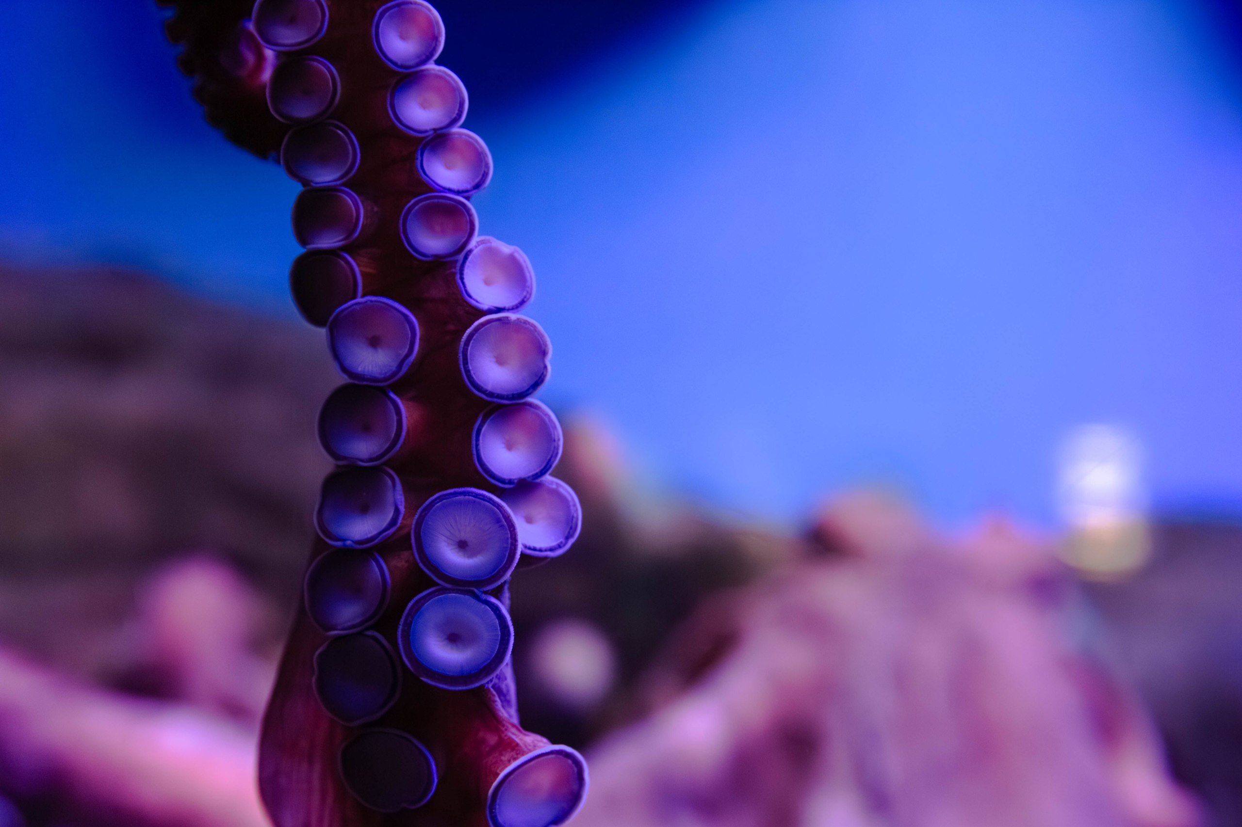 Year 9 Biology – Cells, Systems & Ecosystems: Biology Insights