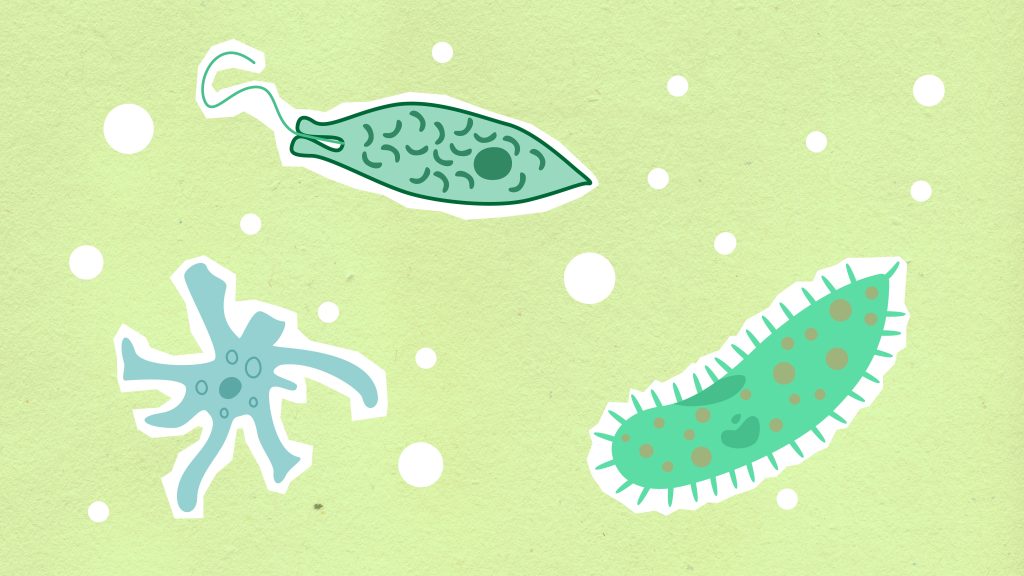 Top view of decorative cardboard appliques representing collection of cells with cores in capsules